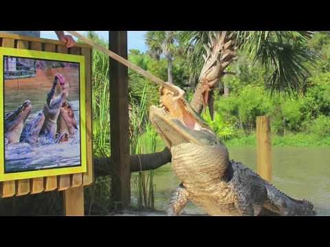 Welcome to Wild Florida!