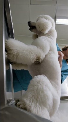 Dramatic White Standard Poodle’s Viral 'Theatrical Shriek' After Tiny Poke