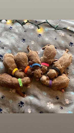 ✨These beautiful miniature multi gen golden doodle puppies were born 11/10/25 There is 2 females and 5 males All healthy and strong ✨ Open for RESERVATION mini golden doodle puppies mini goldendoodle breeder mini goldendoodle for sale mini goldendoodle health guarantee mini goldendoodle temperament mini goldendoodle size guide mini goldendoodle grooming mini goldendoodle training tips mini goldendoodle adoption mini goldendoodle hypoallergenic mini goldendoodle family dog mini goldendoodle price