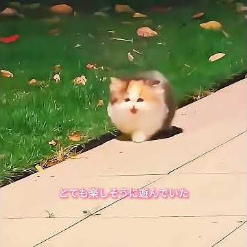 The kitten had a dream, and surprisingly, that dream came true. #animals #dogvideos #puppies #dog...