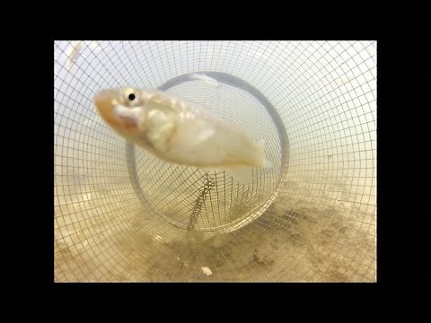 Catching Fish from Inside a Minnow Trap POV