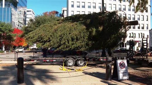 WATCH: SC state Christmas tree arrives in Columbia