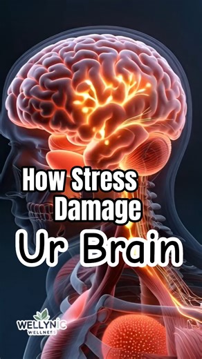 How Stress Affects the Brain & Body | #wellness #healthtips #youtubeshorts #usashorts #usahealth