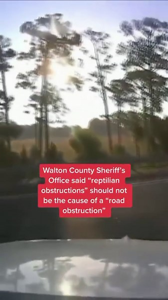 A motorist stops for a turtle and causes a car crash on a highway in Florida 🐢No one was seriously injured and the turtle also survived The Walton County Sheriff’s Office said the turtle is “now living happily ever after in a pond where he will (hopefully) spend the rest of his days avoiding pavements of any kind” 🔗 Click the link in bio for more #turtle #car #highway #florida #turtles | Sky News
