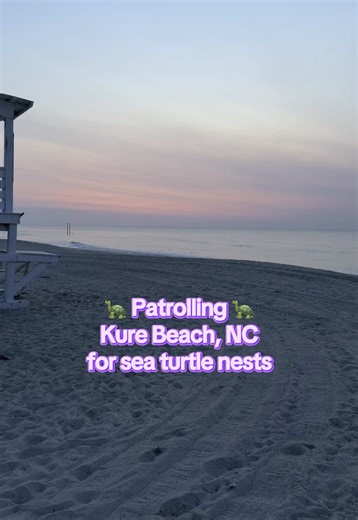 Sundays are patrol days as a Pleasure Island Sea Turtle Project Volunteer to walk a portion of Carolina/Kure beaches in North Carolina for sea turtle tracks & nests. 🐢🐢🐢 On our patrol, my patrol partner, Tammy, and I find LOTS of cans, cigarette butts, plastic cups, toys, towels, and chairs. We pick up most of the trash, but our main goal is to assess the beach for turtle tracks, especially after the rain. To help save sea turtles, reduce plastic usage, pick up/properly dispose of trash, remo