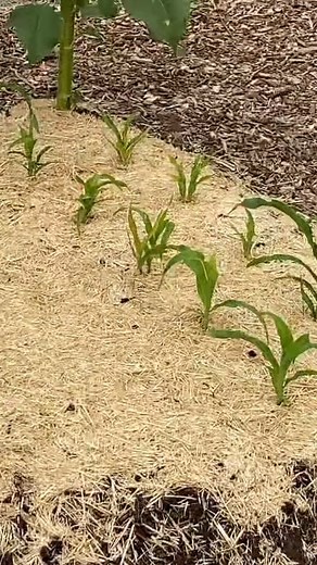 69K views · 1.9K reactions | 121_Always plant corn in blocks, at least 4x4’ or so #gardens #flowerphotography #gardener #design #instagram #photo #bhfyp #gardenlove #flores #organic #homedecor #picoftheday #travel #architecture #growyourown #plantas #cactus #landscaping #succulents #trees #plantsmakepeoplehappy #dg #growyourownfood #giardino #gardensofinstagram #tree #flowerpower #instagarden #beauty #homegrown | My Backyard Gardening | Facebook