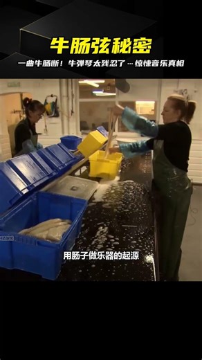 Did you know how ox intestine strings are made? A piece of music that breaks your heart—how cruel...