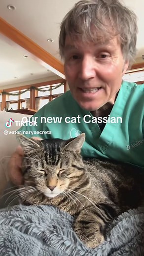 Understanding Why Cats Knead: A Behavior Explained