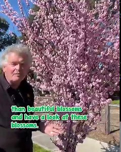🌸The Cherry Plum Blossom is a delightful & small flowering tree that puts on a spectacular show of flowers in late winter and early Spring 🌸 We have them on special in 10" pot was $̶9̶9̶.̶9̶9̶ Now$59.99! Click here to get yours 👉https://www.thetutuguru.com.au/shop/prunus-cherry-blossom-plum/ 🌸The soft, delicate blossoms burst open along the bare branches in colors of white and pink, welcoming the warmer weather of spring! The mass of color Cherry and Plum blossoms bring makes them one of the