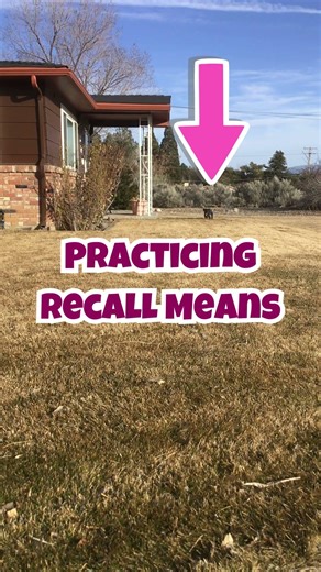 rescue cockapoo dog practices recall #cockapoo #dogtraining #recall #dogparents #rescuedog #goodboy