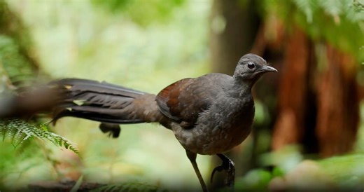 14K views · 271 reactions | The Message of the Lyrebird is a powerful...