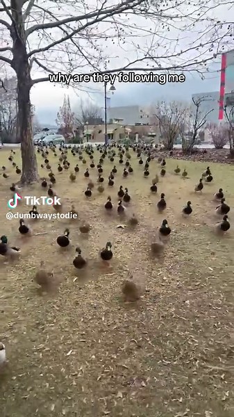 I Am Mother: The Meaning of Ducks and Nature's Cutest Farm Animals