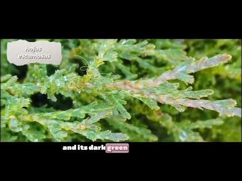 Cupresus Sempervirens "La fuerza de la naturaleza".
