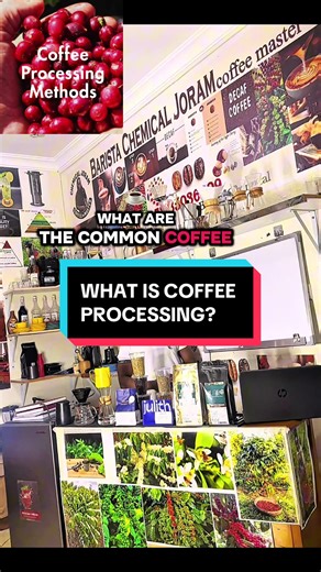 Understanding Coffee Processing Techniques