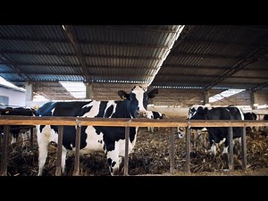 Tips On how To Start A successful Dairy Farm in Kenya #dairyfarming #dairy #education #farming