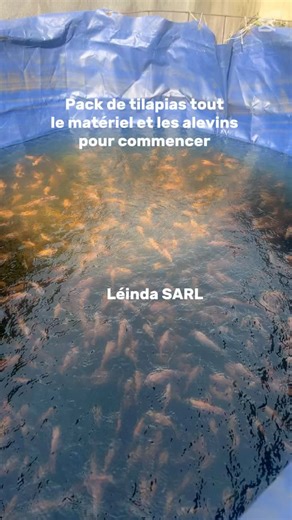 Léinda Nguepi on Instagram: "🟢 Pack 1.0 – Nano Test 50 tilapias+ 1 bacs de 1m3 + Aérateur + 1 sac d’aliment Prix total= 140.000fcfa 🟢 Pack 1 – Mini Starter 100 tilapias + Bac 1 m³+ Aérateur + un sac d’aliment Prix total 160.000fcfa ⸻ 🟡 Pack 2 – Petit Éleveur 250 tilapias + Bac 2,5 m3 + Aérateur+ 2 sacs d’aliment Prix total 26.0000fcfa ⸻ 🟡 Pack 3 – Élevage Semi- 500 tilapias + Bac 5 m³ + Aérateur + 2 sacs d’aliment + épuisette Prix total : 350.000fcfa • ✅ Idéal pou