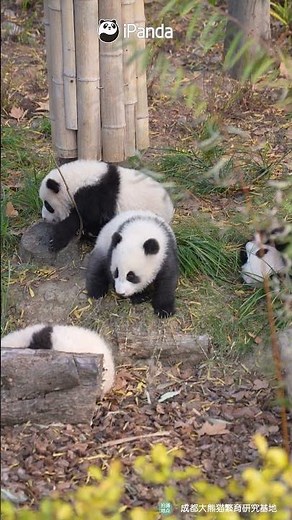 One Fluffy Panda Cub - Is That Too Much To Wish For? | iPanda #shorts