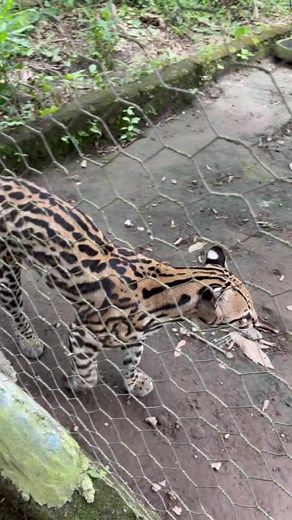 Exploring the Life of a Clouded Leopard in Captivity