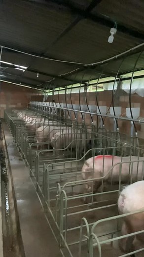 Trabajar en lo que te gusta hace que cada día sea un placer y te motive a seguir adelante, 🐷🐷te permita crecer como persona y profesional, y te brinde la oportunidad de hacer una diferencia en el mundo. Te da la energía para levantarte cada mañana con una sonrisa, listo para enfrentar nuevos desafíos y aprovechar cada oportunidad que se te presente. Te hace sentir realizado, satisfecho y orgulloso de lo que haces.😍🐷😋#Domingos6:30am | Porcicauca