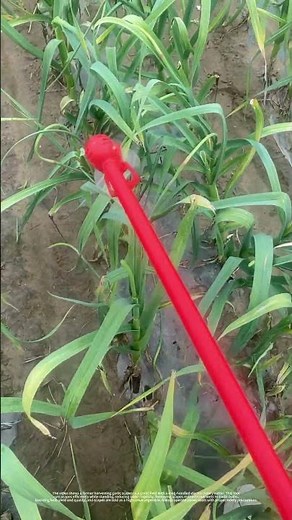 Harvesting Garlic Scapes with Electric Rotary Cutter | Boost Garlic Bulb Yield