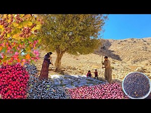 Harvesting organic wild fruits in the heart of the mountains | The amazing life of Iranian nomads 🍇🍏