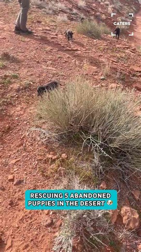 Abandoned puppies rescued in Utah desert