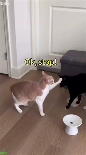 Funny Cat 😅 Favorite Friends 😼 # #7633