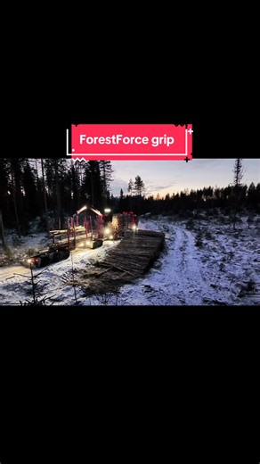 Exploring the Wonders of the Finnish Forest