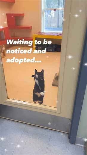 5.7K views · 70 reactions | Twilight is ready for a forever home and begging to be noticed! More info and applications at pawscares.org | PAWS Animal Adoption Center | Facebook