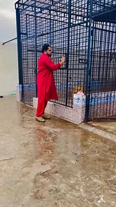 831K views · 10K reactions | Mufasa and snow feeding time  | Mian Saqib | Facebook