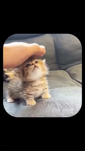 Цей котик бажає висловити свою думку, але його перебивають. #Cats #Коти #HopeCore