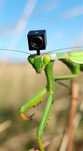 Praying Mantis - #PrayingMantis - #GardenPredator - #AmbushHunter - #RaptorialArms - #InsectWorld