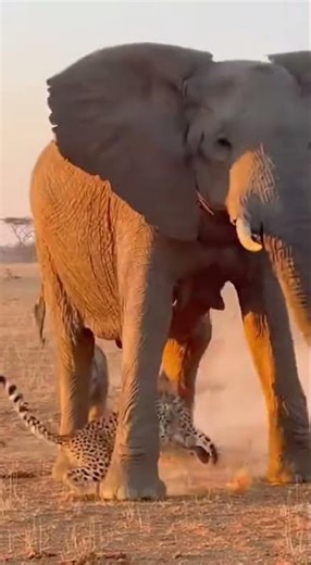 Epic Battle on the African Plains: Elephant vs Cheetah #Elephant #shorts