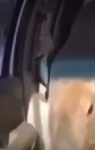 Capybara Vibing to after party by Don Toliver