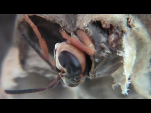 最期まで尽くした蜂