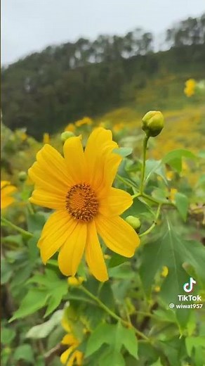 #ထိုင်းနိုင်ငံမာရှိတဲ့နေကြာပန်းတောင်.🌻🌻အရမ်းလှပတဲ့ရှုခင်းလေးပီမိုင်အလုပ်ပိတ်ရက်တွေမာအနားယူလိုက်ပါ🥰