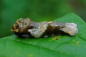 What animal has the craziest camouflage?