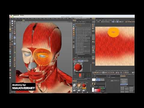 Human Body Anatomy Muscles texture in cinema 4D tutorial