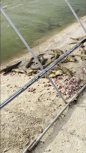 Baby Croc Feeding Frenzy – Farmer Tosses Minced Meat as Hungry Hatchlings Swarm! 💥