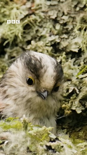 BBC Springwatch on Instagram: "Sit back and relax, a mindful moment with long-tailed tits  #Springwatch #spring #wildlife"
