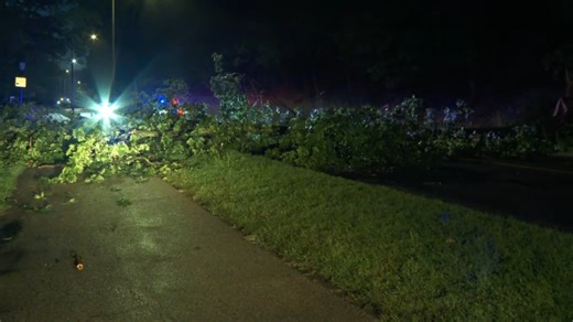Downed tree closes stretch of Kelly Drive in Philly