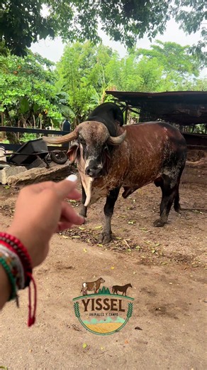 Capuchino siendo capuchino: ganadería y vida en el campo