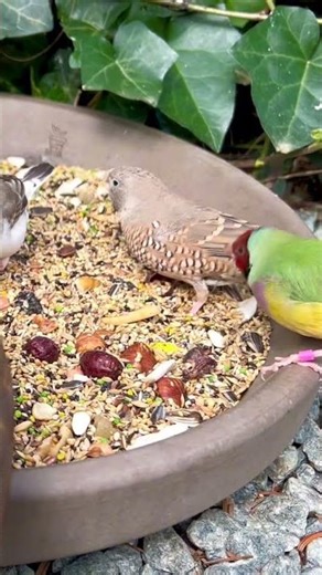Mix finches in aviary 🤩 #birds