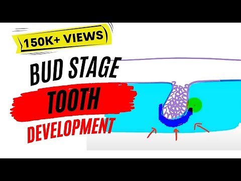 Development of tooth : Bud Stage
