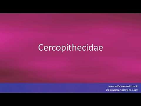 How to pronounce "Cercopithecidae".