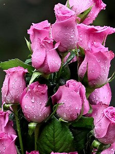 Rose bouquets | Roses