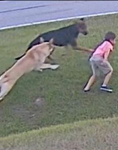129K views · 2.3K reactions | Top 26 Outstanding Events Of Dogs Attacking Animals To Protect Humans vs | Eating Sounds | Facebook
