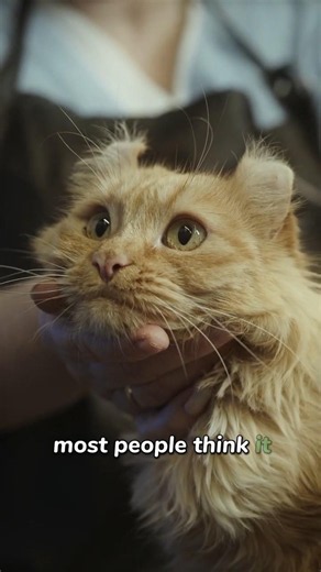 Why do cats purr? It's a superpower! 🐱💓 | The Furry Fact #Shorts #amazinganimals #animalbehavior