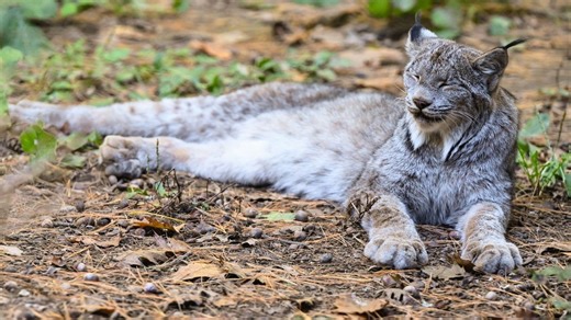 Maine Wildlife Park in Gray welcomes visitors as it opens for season
