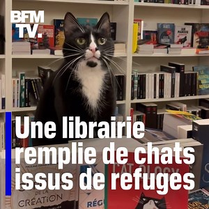 1.2M views · 23K reactions |  Découvrez la première ronron-librairie de France, une librairie remplie de chats issus de refuges désormais adorés des clients | BFMTV | Facebook